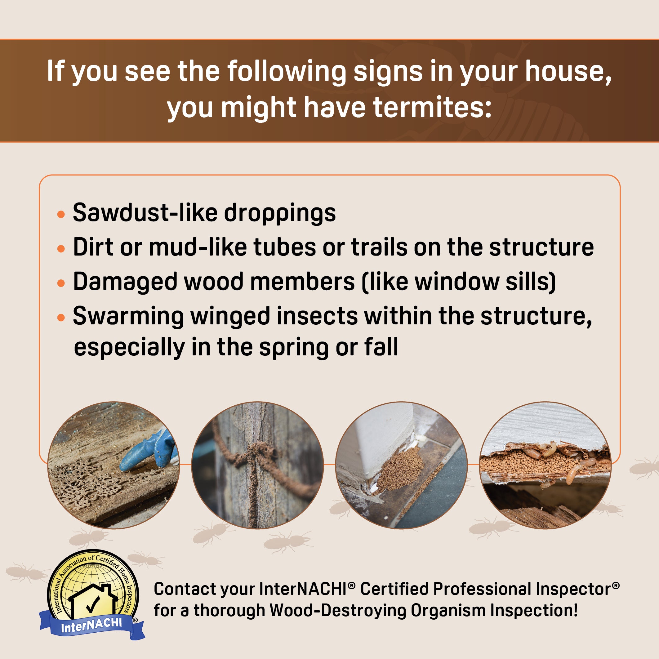 Termite Flash Card.pdf Termite Inspection PDF Flyer & Social Media Graphics – Inspector Outlet