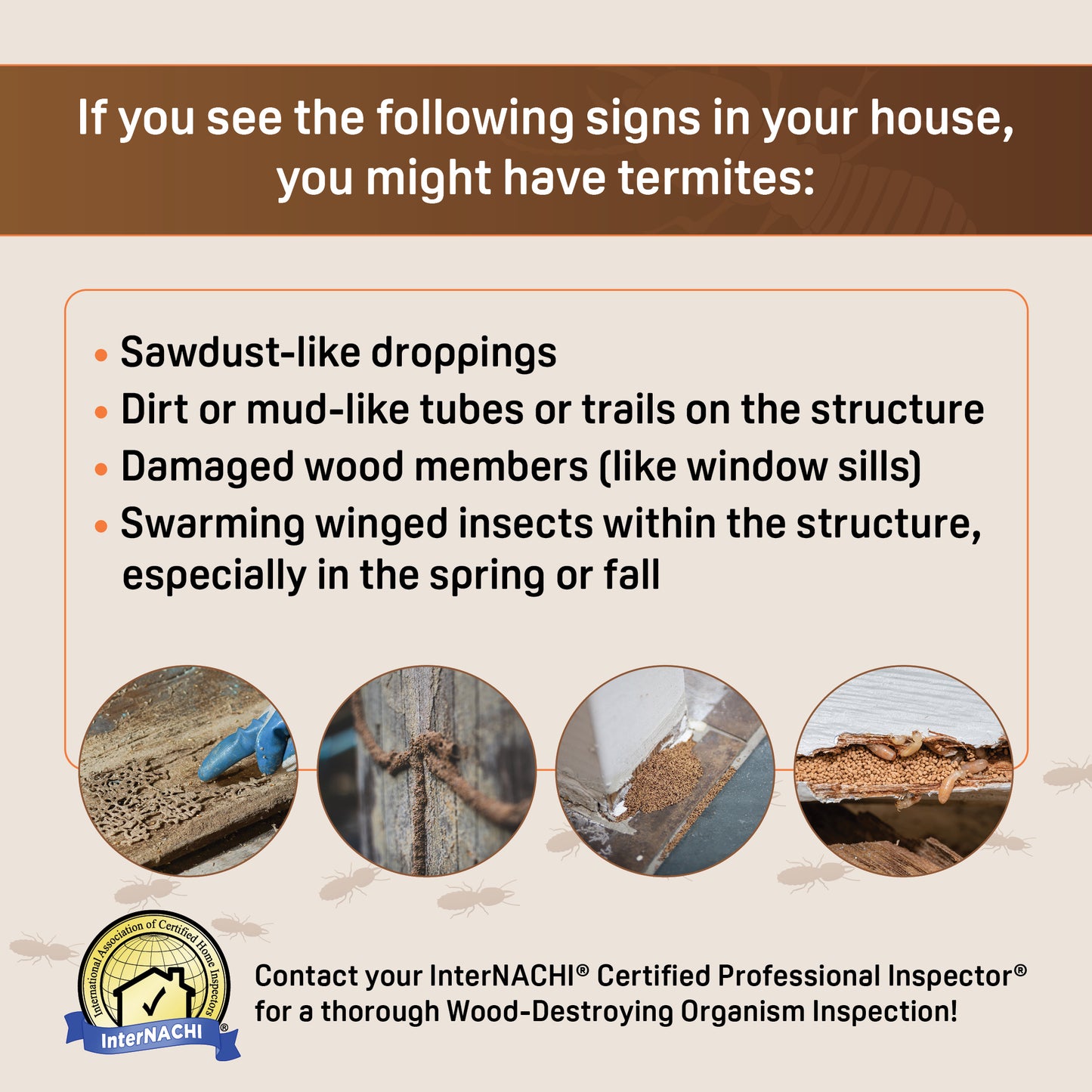 Termite Inspection PDF Flyer & Social Media Graphics