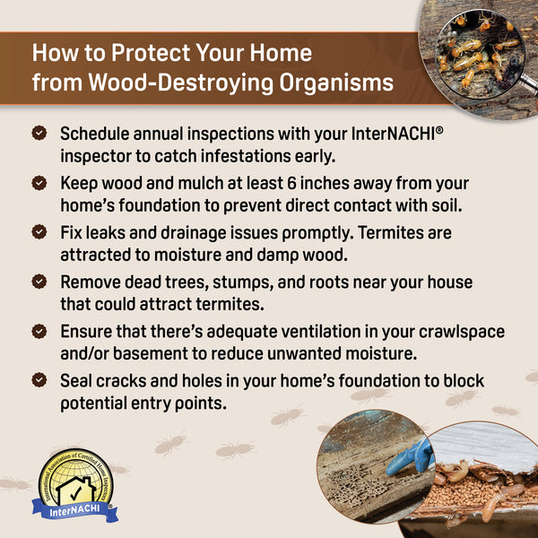 Termite Inspection PDF Flyer & Social Media Graphics – Inspector Outlet